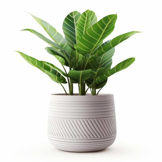 Foto uma elegante planta de zamioculcas em vaso em um fundo branco prístino