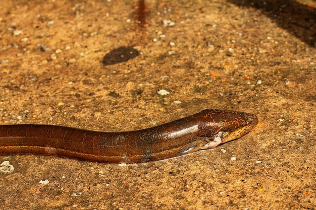 Uma enguia em uma lagoa com água no fundo