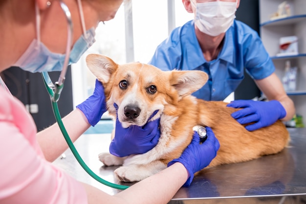 Uma equipe de veterinários examina um cão corgi doente usando um estetoscópio