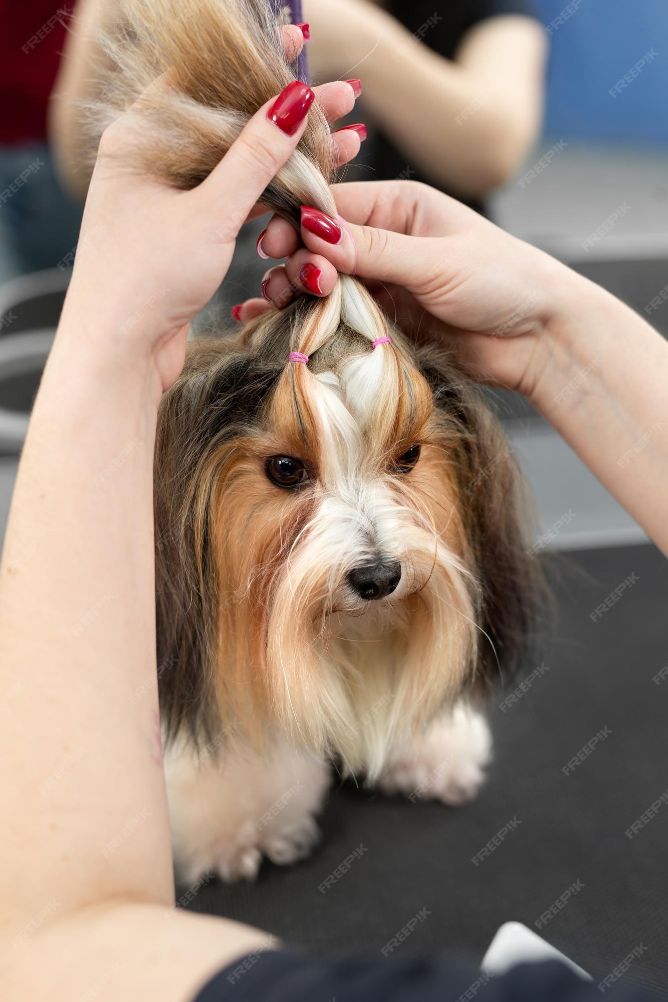 Uma escovadeira amarra a lã do yorkshire terrier com pequenos fios. um  lindo penteado para um cachorrinho. | Foto Premium