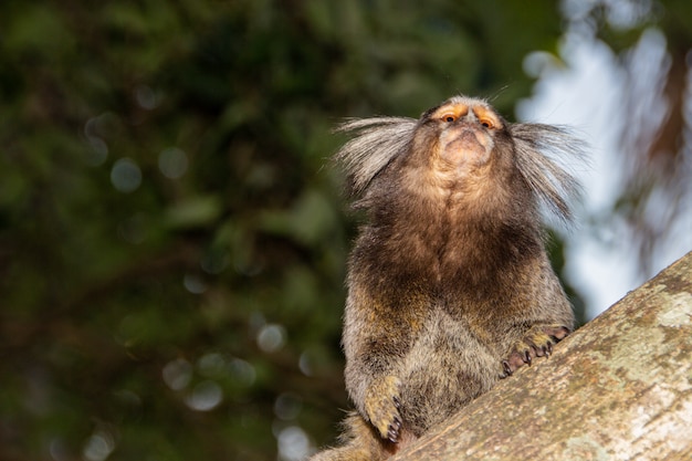 Uma espécie de macaco muito popular no Brasil conhecida como estrela &quot;mico&quot;