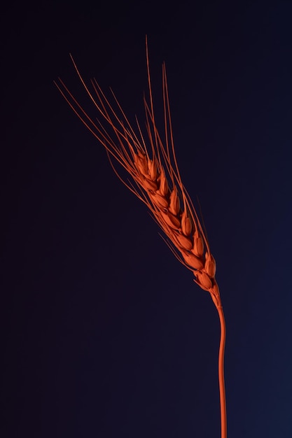 Uma espiga de trigo em um fundo escuro em um filtro vermelho