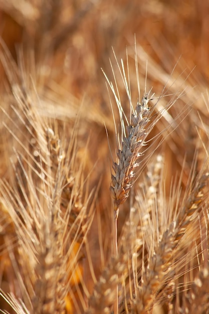Uma espiga de trigo fechada em um campo O grão dourado brilha ao sol