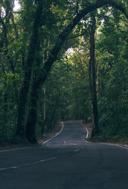 Uma estrada através da floresta com uma linha branca marcando a estrada.