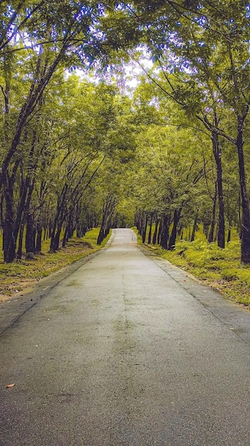 Uma estrada com árvores ao lado