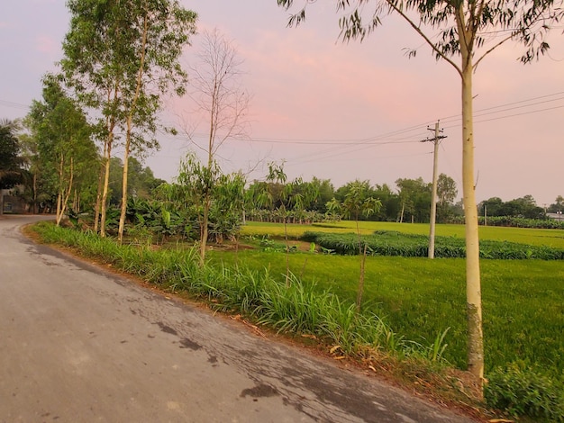 Uma estrada com um campo e árvores em primeiro plano