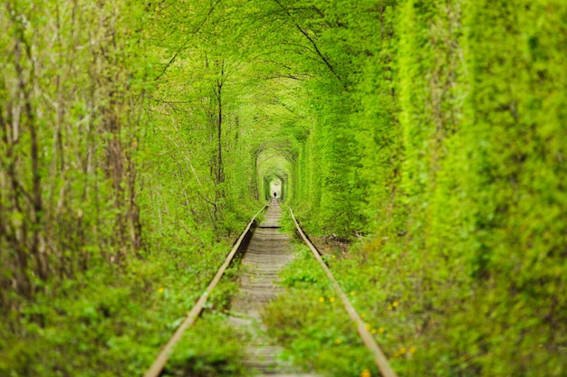 Uma estrada de ferro na floresta de primavera Túnel de amor árvores verdes e a ferrovia