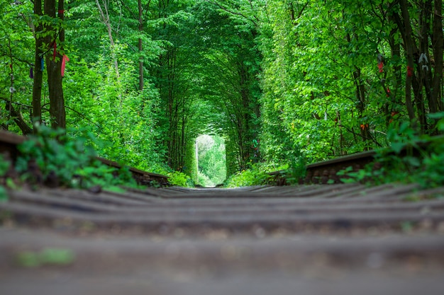 Foto uma estrada de ferro na primavera floresta túnel do amor