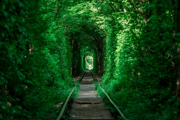 Uma estrada de ferro no túnel de floresta de primavera do amor