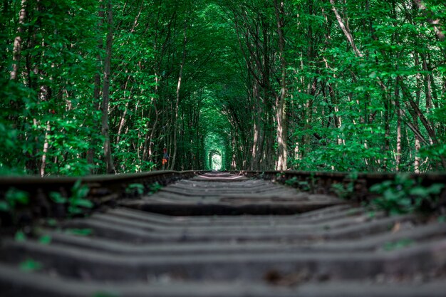 Uma estrada de ferro no túnel de floresta de primavera do amor