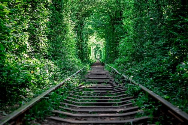 Uma estrada de ferro no túnel de floresta de primavera do amor