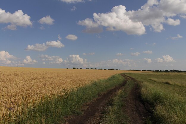 Uma estrada de terra através de um campo de trigo
