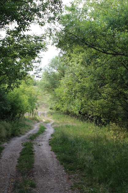 Uma estrada de terra através de uma floresta