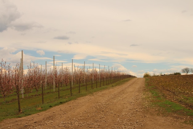 uma estrada de terra atravessa um campo de maçãs