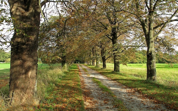 uma estrada de terra com uma estrada alinhada por árvores e um campo com árvors e grama