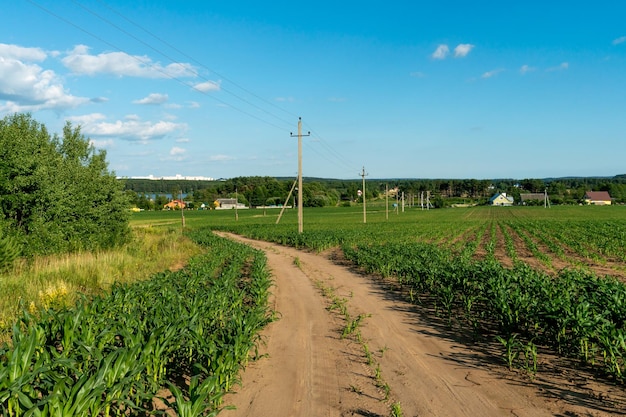 Uma estrada de terra em um campo com trigo no verão no contexto das nuvens Recreação ao ar livre longe da azáfama da cidade
