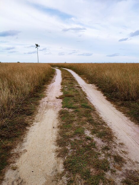 Uma estrada de terra em um campo com um coqueiro ao fundo