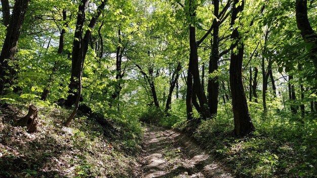 Uma estrada de terra em um matagal de árvores de folha caduca Fruska Mountain Sérvia Lugares selvagens Vegetação abundante na primavera ou início do verão Natureza dos Balcãs Caminho sinuoso