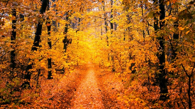 Uma estrada de terra em uma floresta de outono de folhas amarelas