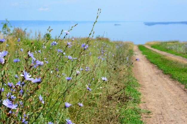 Foto uma estrada de terra leva à água azul e ao campo com chicória em flor