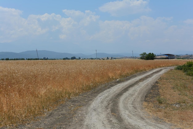 Uma estrada de terra leva a um campo de trigo.