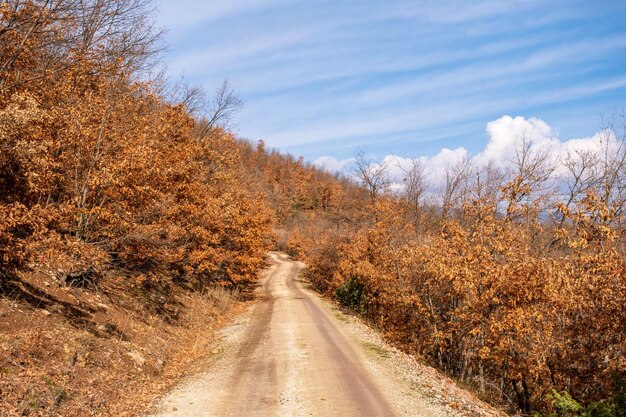 uma estrada de terra na floresta de outono