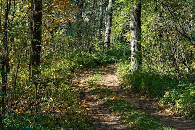 Uma estrada de terra passa pela floresta de outono Árvores coloridas na temporada de outono durante o pôr do sol Caminhos tranquilos e aconchegantes para caminhar pela floresta no início da manhã
