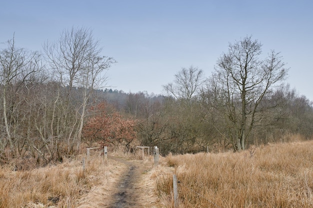 Uma estrada e portão através de uma floresta seca com árvores altas sem folhas e prado marrom no outono Paisagem pacífica e cênica com estrada de terra na floresta levando a um lugar misterioso e isolado na natureza