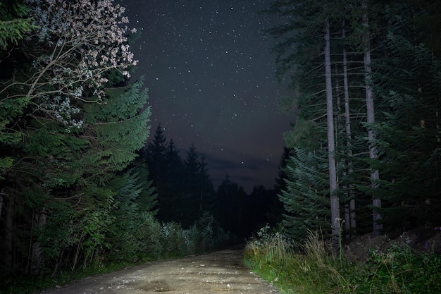 Uma estrada na floresta à noite iluminada por faróis Paisagem nas montanhas do parque nacional