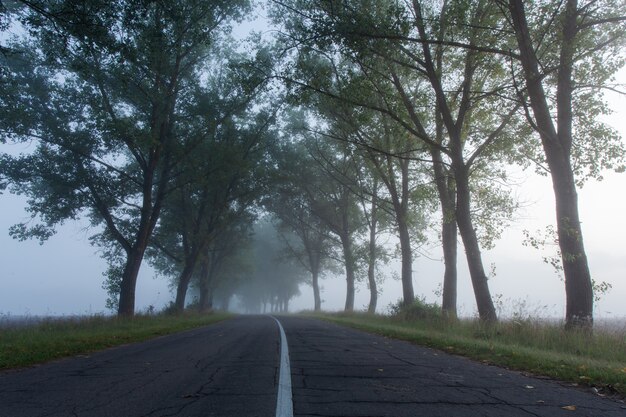 Uma estrada nublada solitária cortando uma floresta densa e silenciosa.
