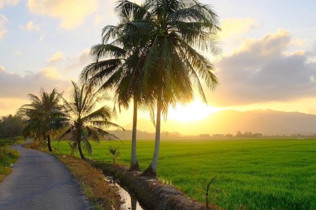 Uma estrada que leva a um campo de arroz com um pôr do sol ao fundo