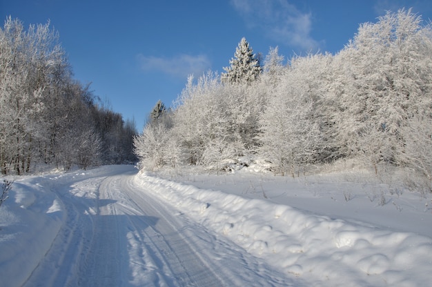 uma estrada que se distancia através de uma floresta branca como a neve no inverno