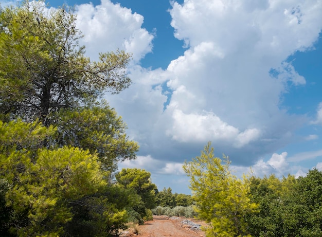 Uma estrada rural e nuvens cumulus em uma floresta de pinheiros na ilha de Evia, na Grécia