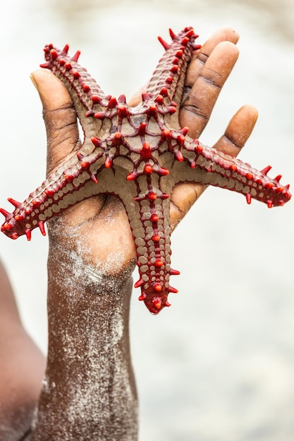 Uma estrela do mar em uma palmeira masculina africana.