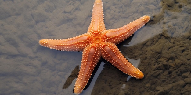 Uma estrela do mar está na água com o número 1 nela