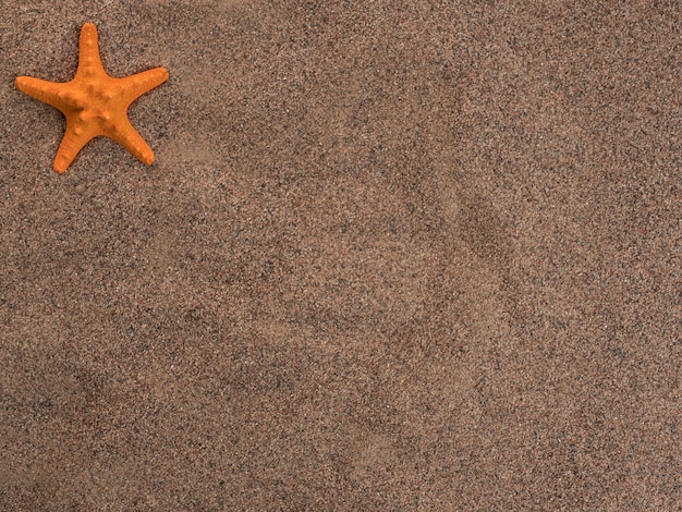 Uma estrela do mar laranja encontra-se na areia grossa, vista de cima. Copie o espaço.