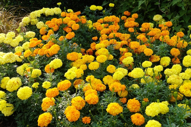 Uma expansão de flores amarelas e laranjas de Marigold