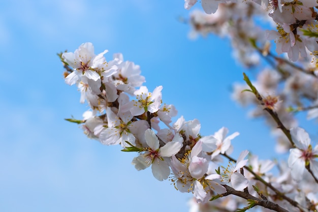 Uma exuberante floração de árvores frutíferas em uma tarde de primavera contra um céu azul