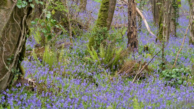 Uma faixa de Bluebells na floresta perto de Coombe, na Cornualha