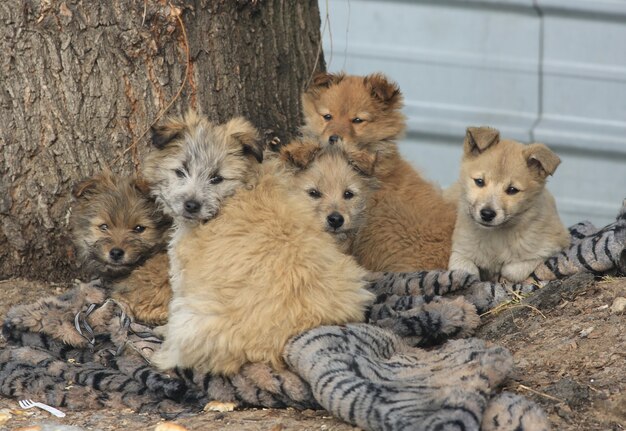 uma família de cães vadios na rua