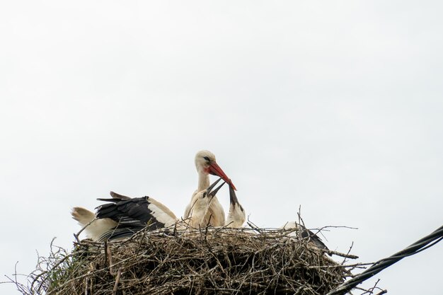 Uma família de cegonhas fica em um grande ninho contra um fundo de céu azul e nuvens Um grande ninho de cegonha em um poste de concreto elétrico A cegonha é um símbolo da Bielorrússia