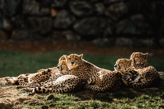 Uma família de chitas descansando ao sol