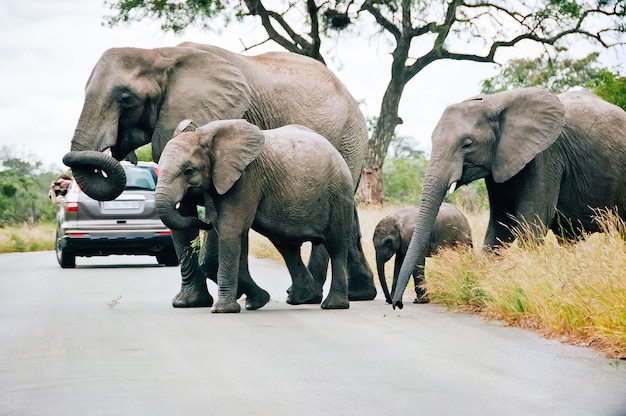 Uma família de elefantes cruzando a estrada no parque nacional kruger em mpumalanga, áfrica do sul, caminhando entre os automóveis com turistas.