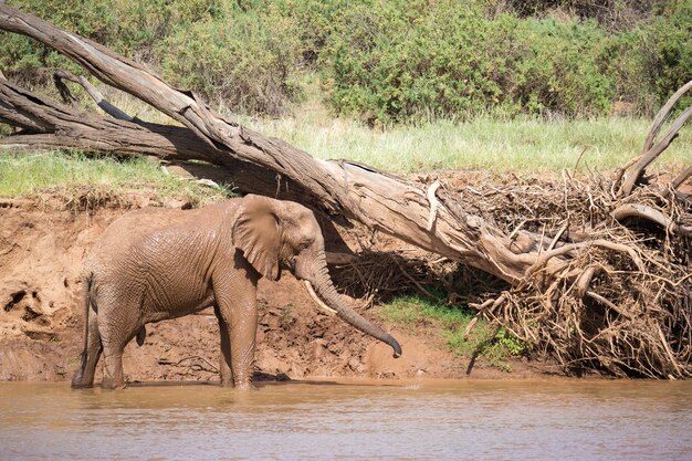 Foto uma família de elefantes nas margens de um rio no meio do parque nacional