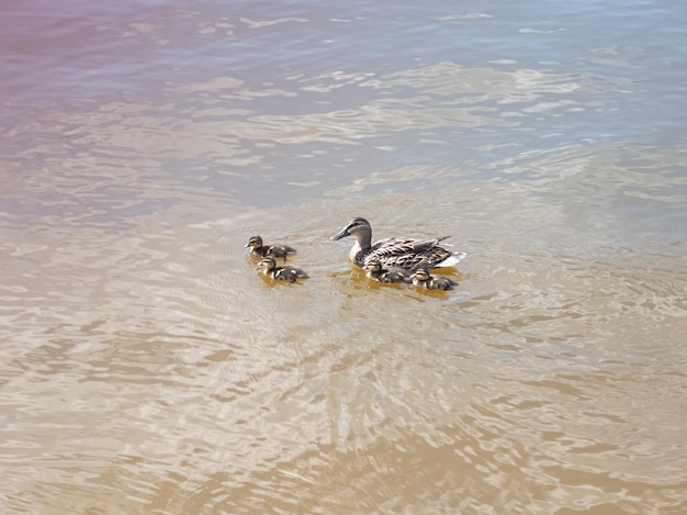 Uma família de patos nada no lago