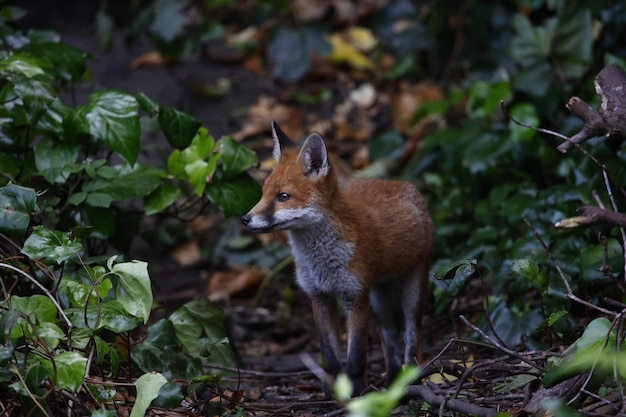 Uma família de raposas urbanas explorando no jardim