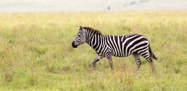 Uma família de zebra pastando na savana bem perto de outros animais