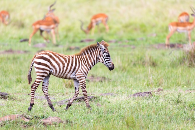 Uma família de zebra pastando na savana bem perto de outros animais