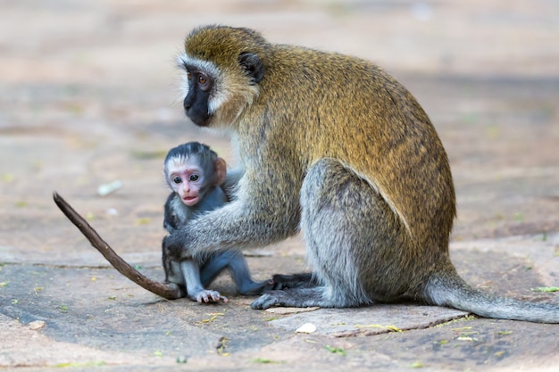 Uma família Vervet com um macaquinho