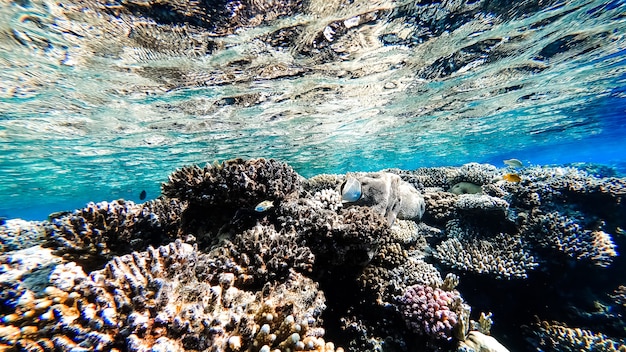 Uma fantástica vista de mar desde o fundo do mar até à superfície da água, junto à qual nadam corais e peixes tropicais.